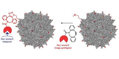 Graphic: Researchers incorporated engineered amino acids into the colored sites shown on an adeno-associated virus to build a cancer-cell targeting gene therapy. 